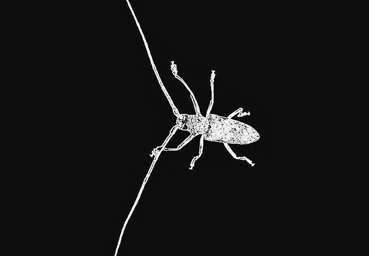 Antennae Beetle